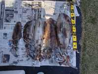 �g�� 18507 (1).jpg8888.jpg