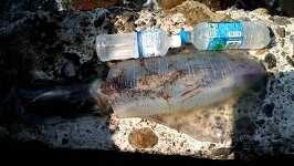 �g�� 19637.jpg