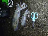 �g�� DSC_0607.JPG